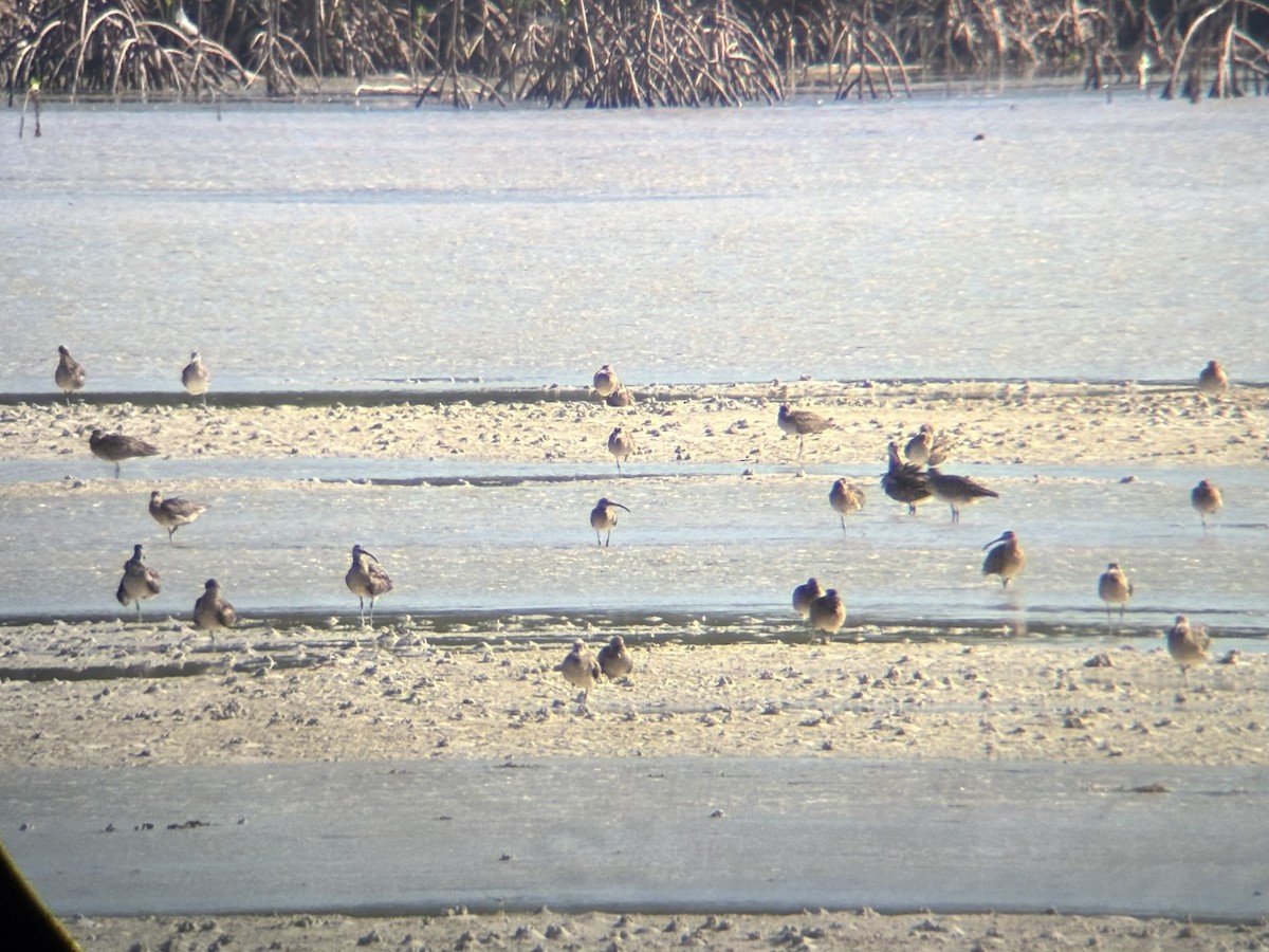 Eurasian Whimbrel - ML647337551