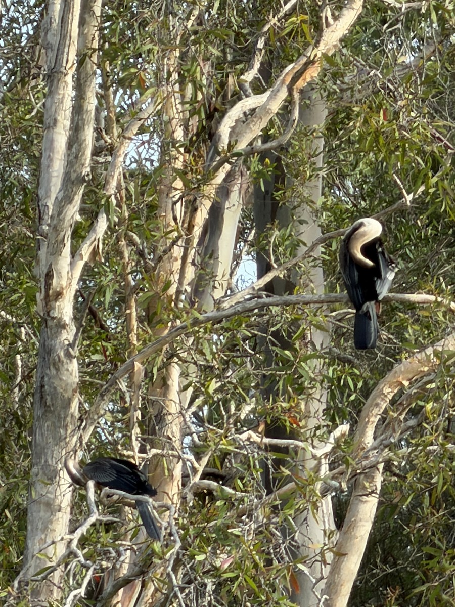 Australasian Darter - ML647337552
