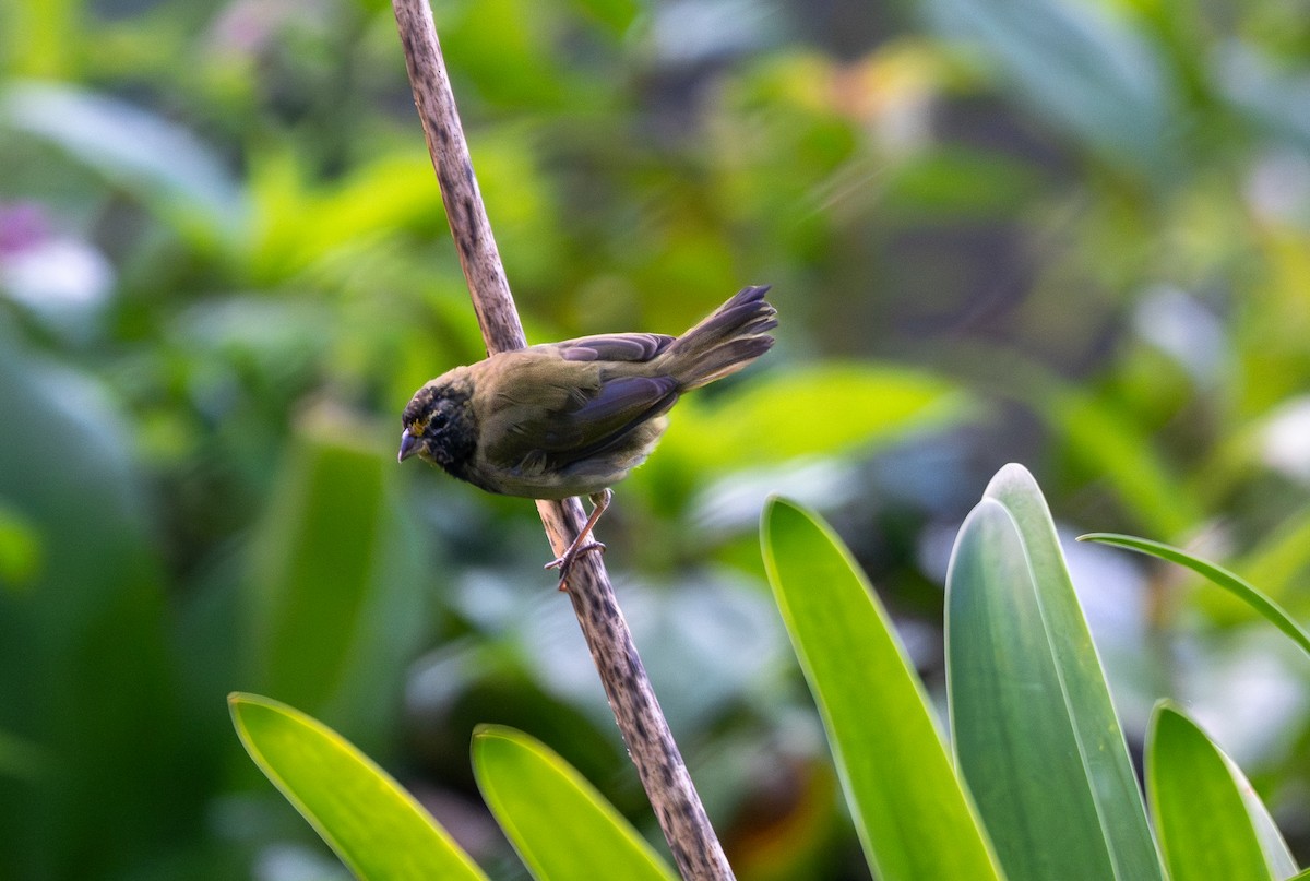 Yellow-faced Grassquit - ML647337553