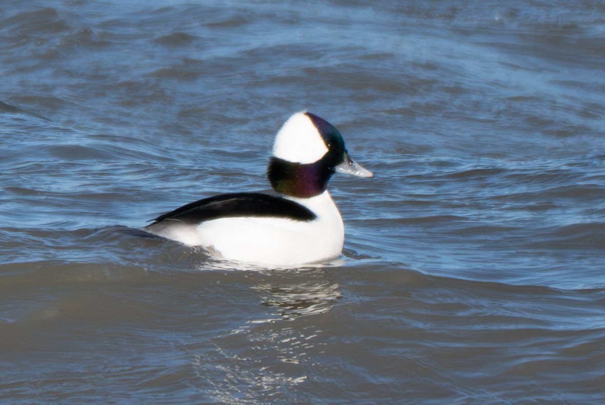 Bufflehead - ML647337556
