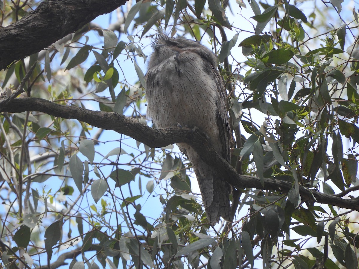 Tawny Frogmouth - ML647337557