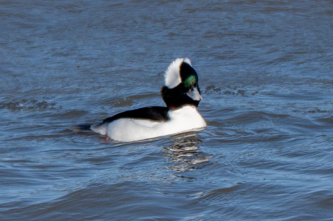 Bufflehead - ML647337559