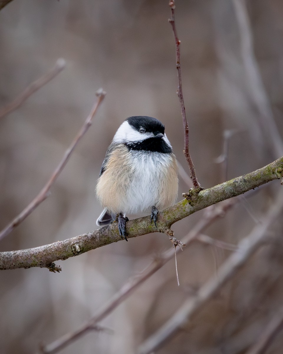 Black-capped Chickadee - ML647337561