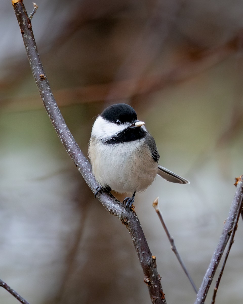 Black-capped Chickadee - ML647337562
