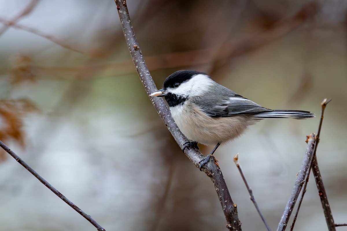 Black-capped Chickadee - ML647337563