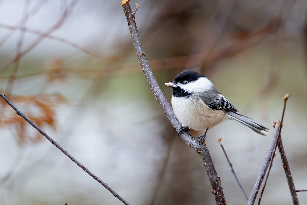 Black-capped Chickadee - ML647337564