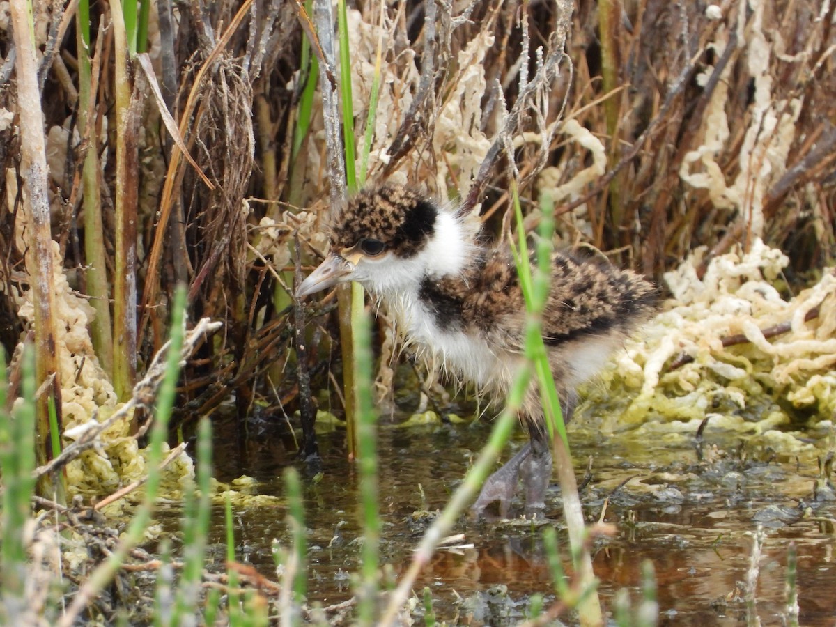 Masked Lapwing - ML647337566