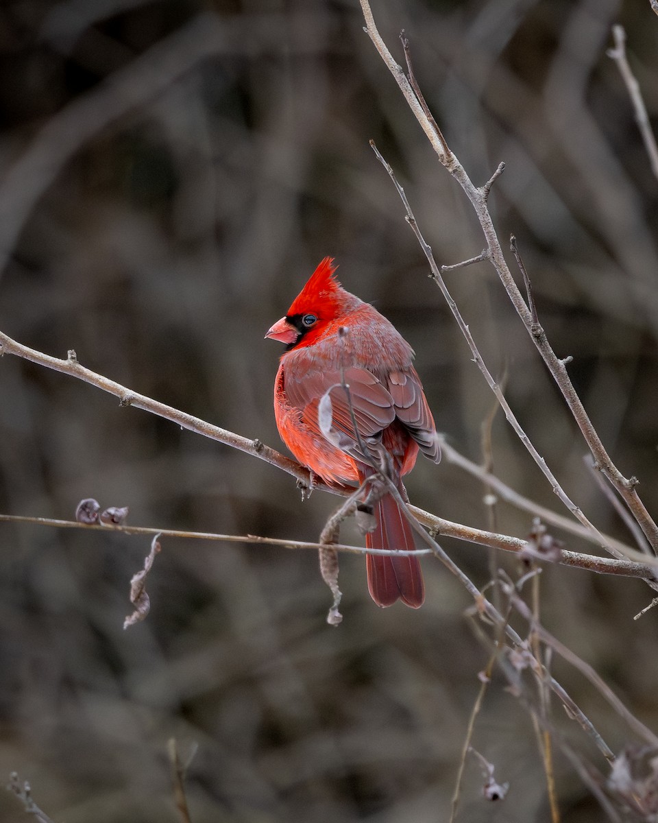 Northern Cardinal - ML647337567