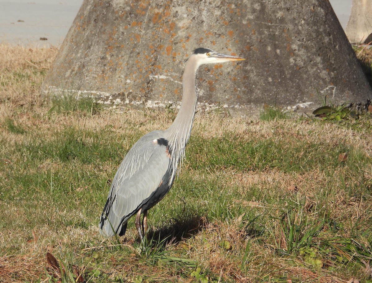 Great Blue Heron - ML647337569