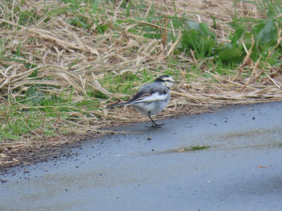 白鶺鴒 - ML647337578