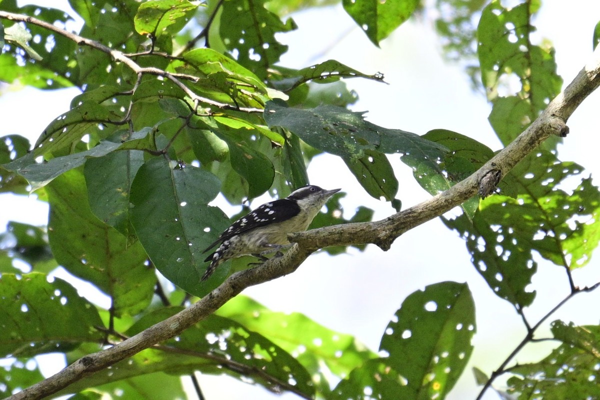 Brown-capped Pygmy Woodpecker - ML647337584