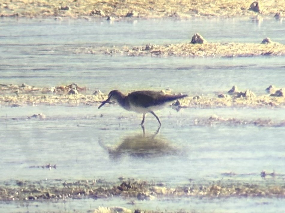 Playero Siberiano - ML647337587