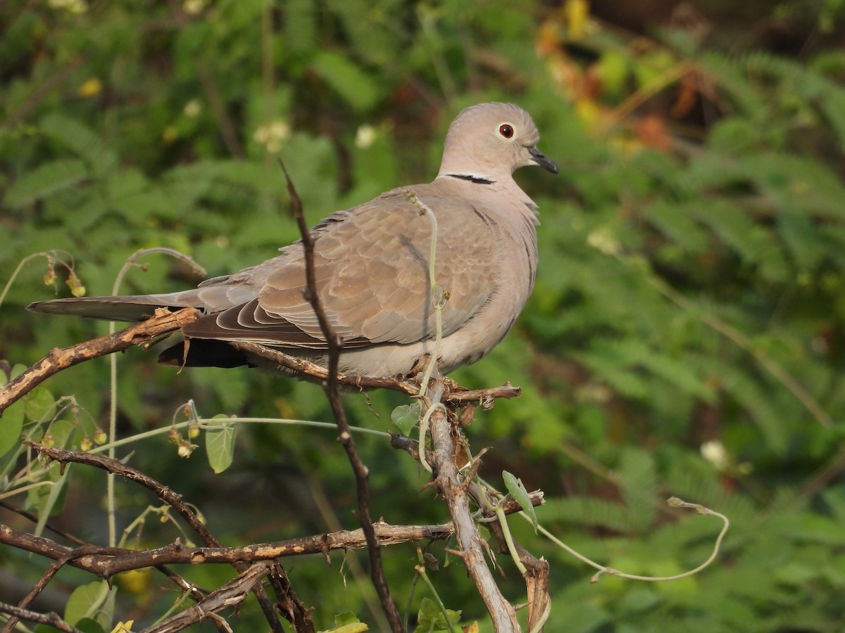 תור צווארון - ML647337590