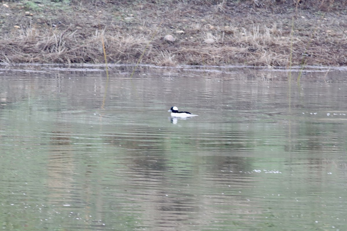 Bufflehead - ML647337595