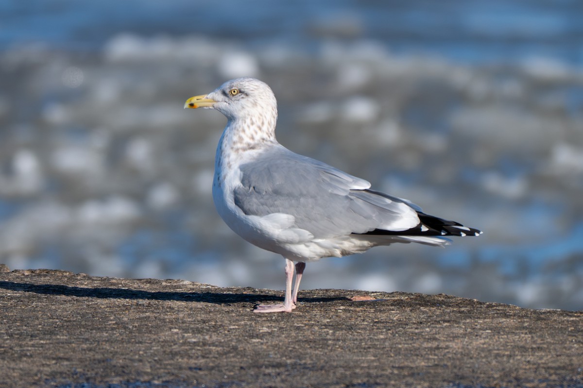 שחף מערבי - ML647337602