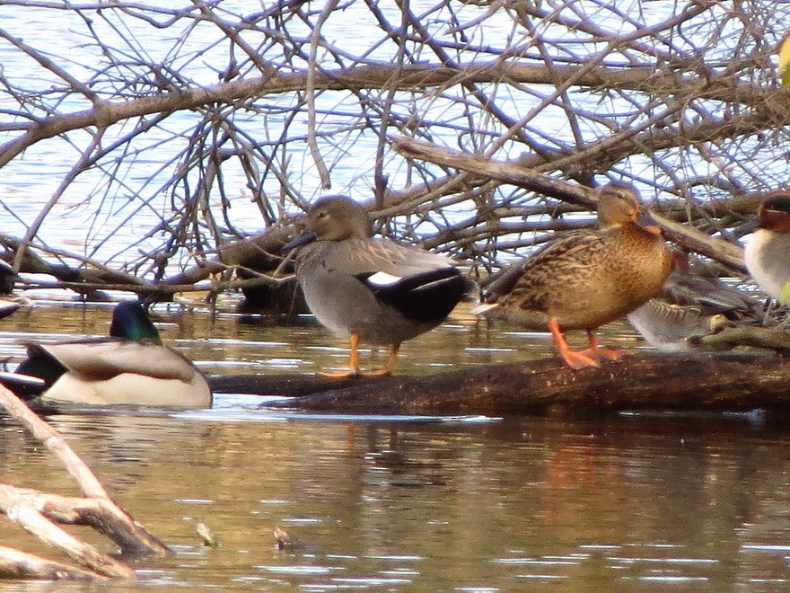 赤膀鴨 - ML647337604