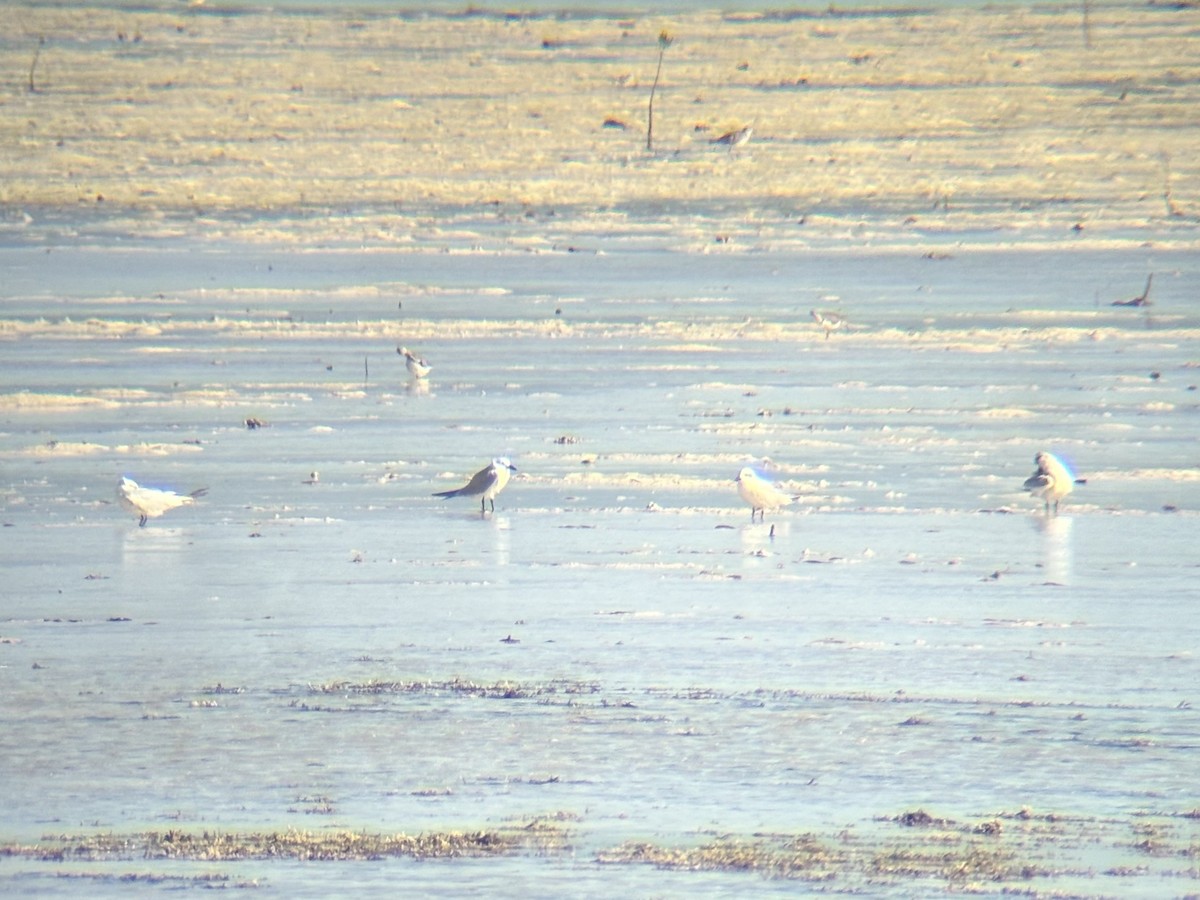 שחפית עבת-מקור - ML647337607