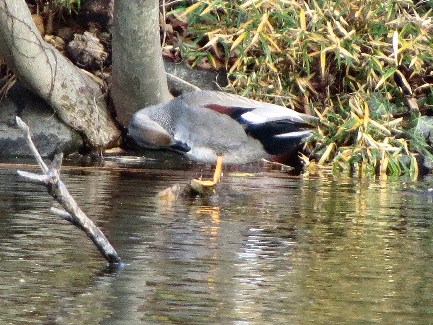 ברווז אפור - ML647337610