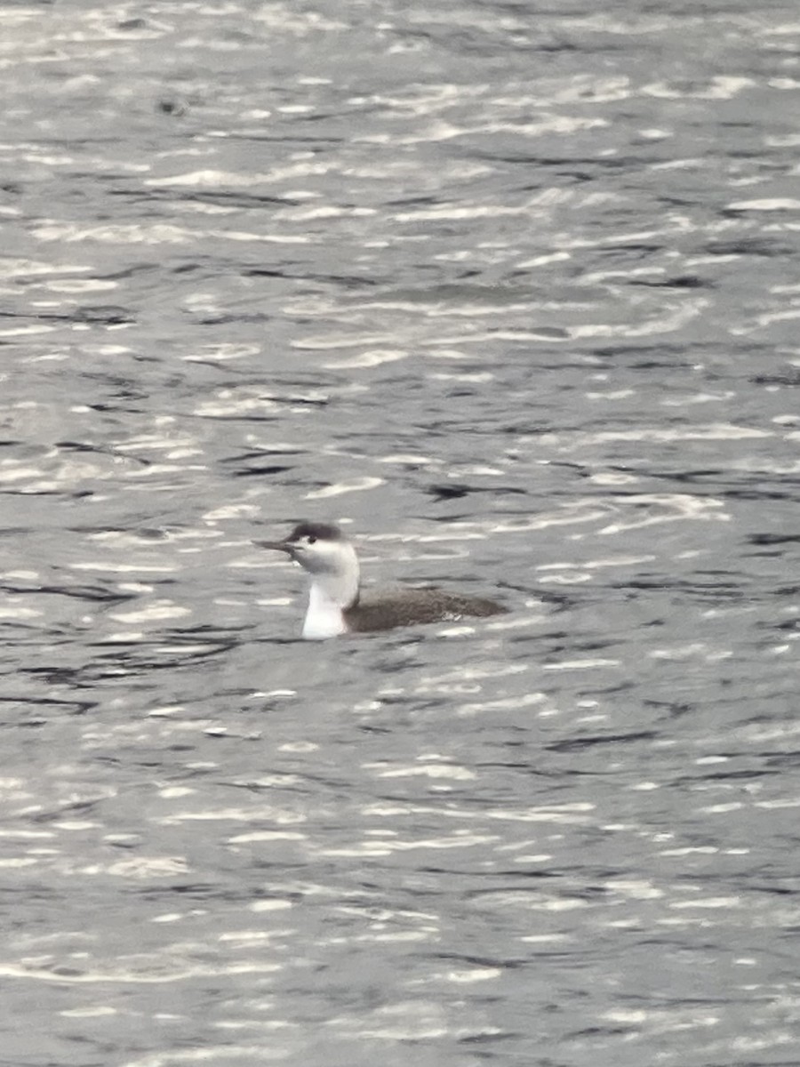 צוללן אדום-גרון - ML647337611