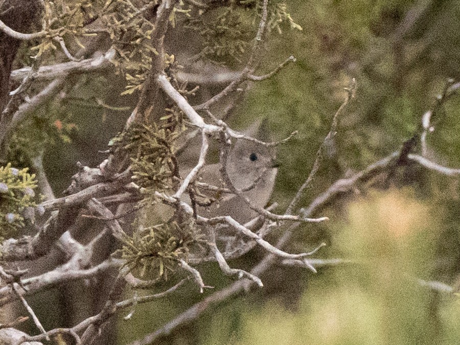 Juniper Titmouse - ML647337612