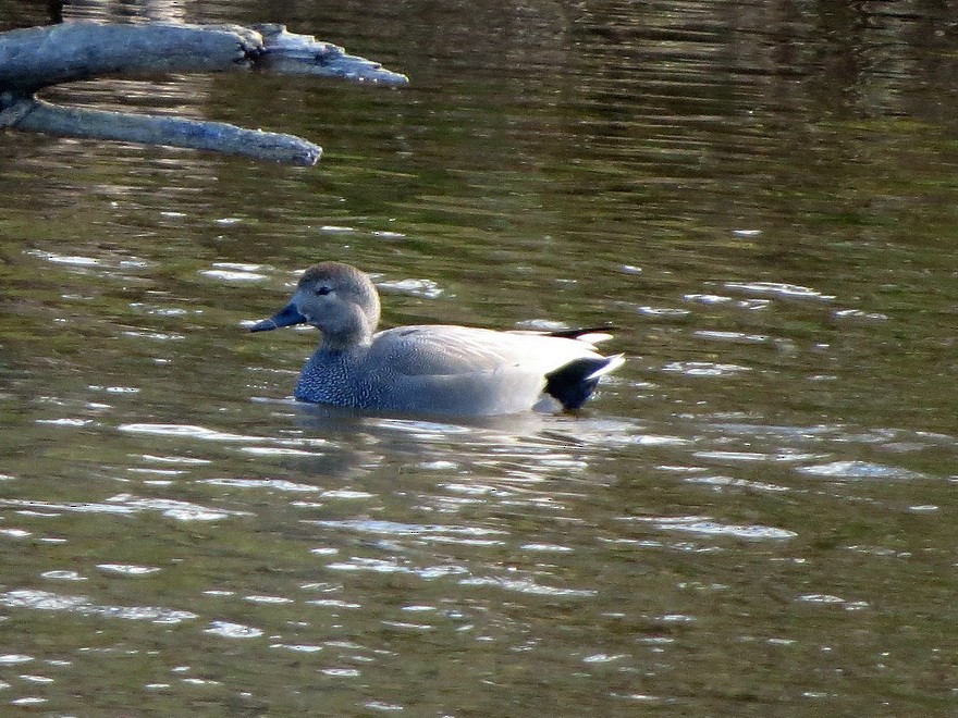 ברווז אפור - ML647337613
