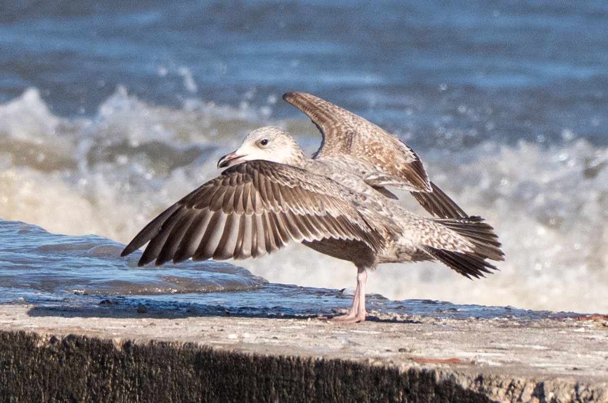 שחף מערבי - ML647337614