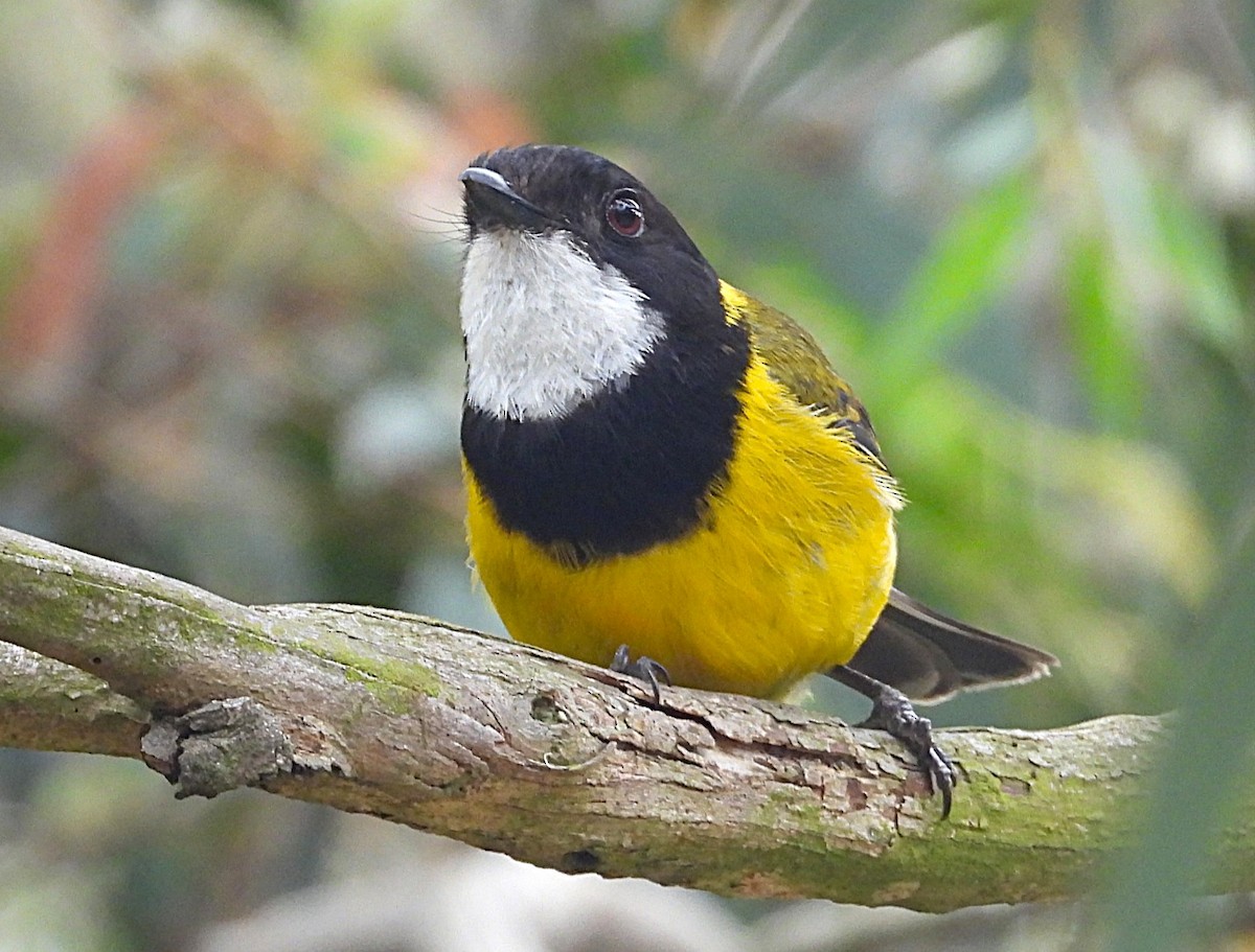 Golden Whistler - ML647337615