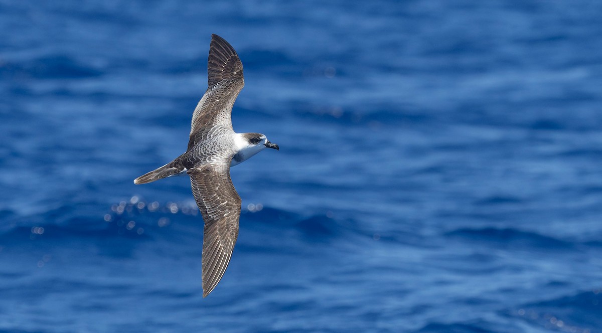 White-necked Petrel - ML647337616