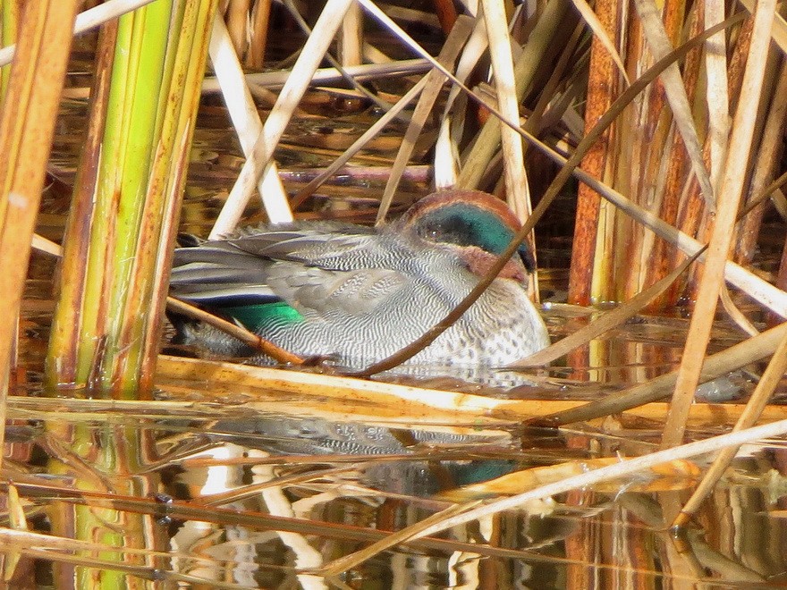 שרשיר - ML647337617