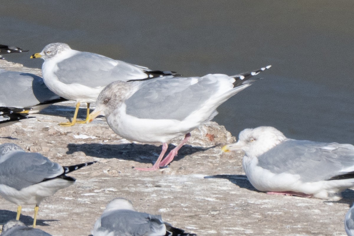 שחף בלתי-מזוהה - ML647337618