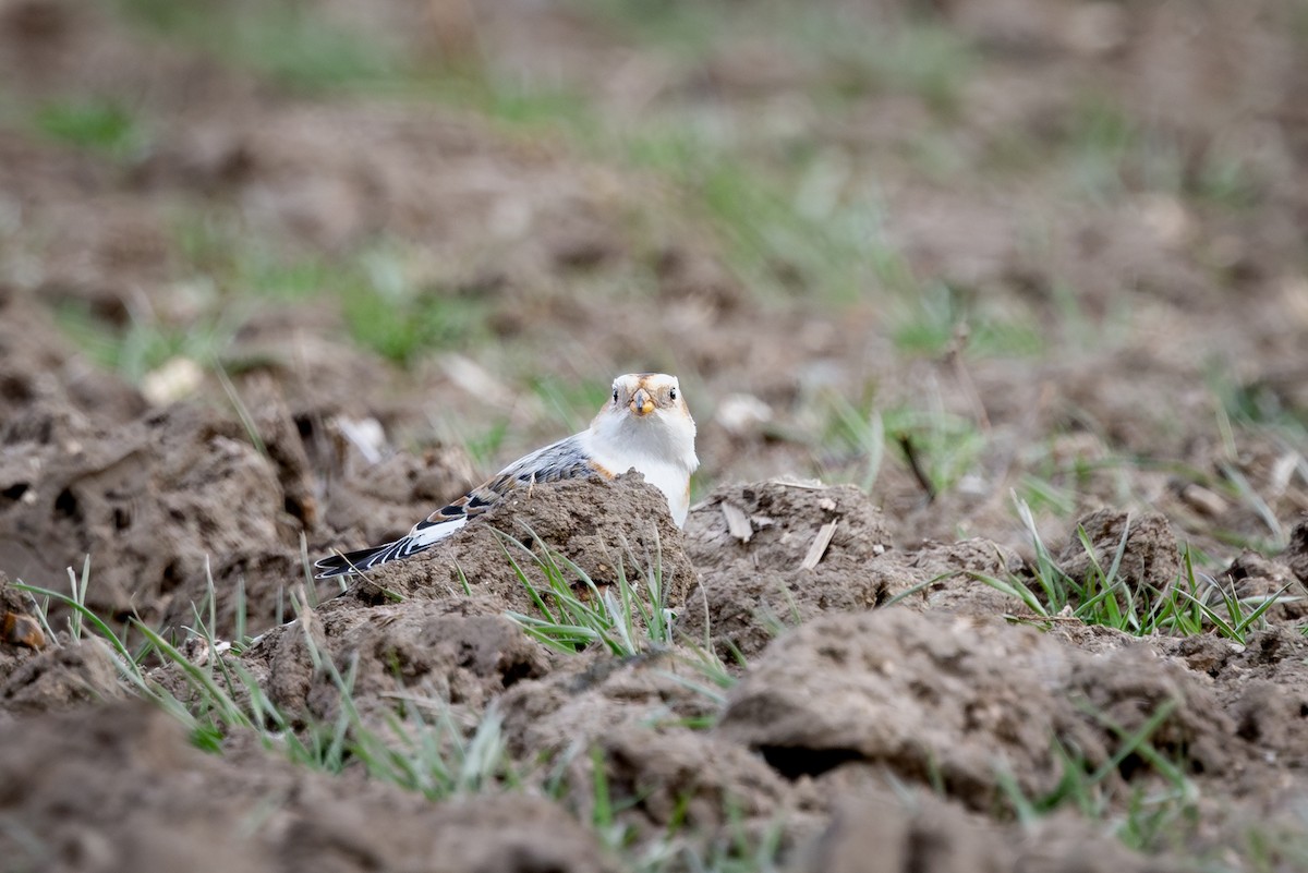 גיבתון שלג - ML647337619
