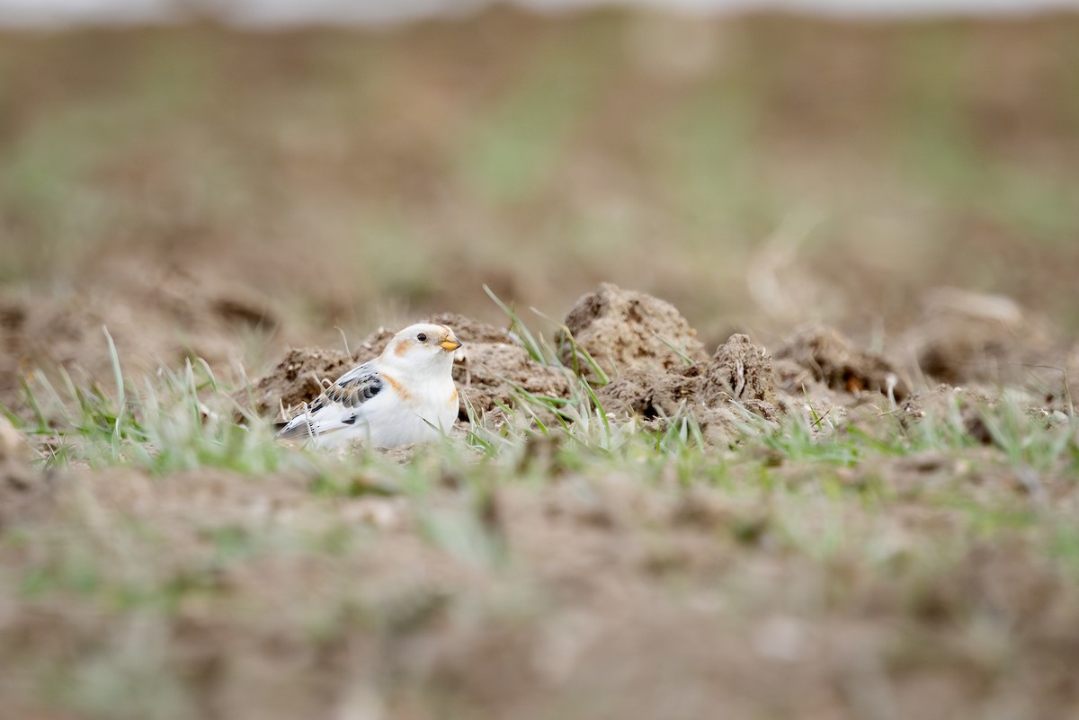 גיבתון שלג - ML647337620