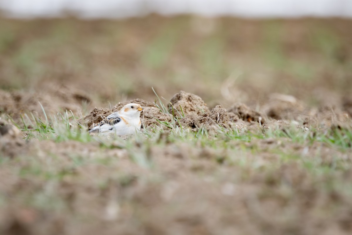 גיבתון שלג - ML647337621