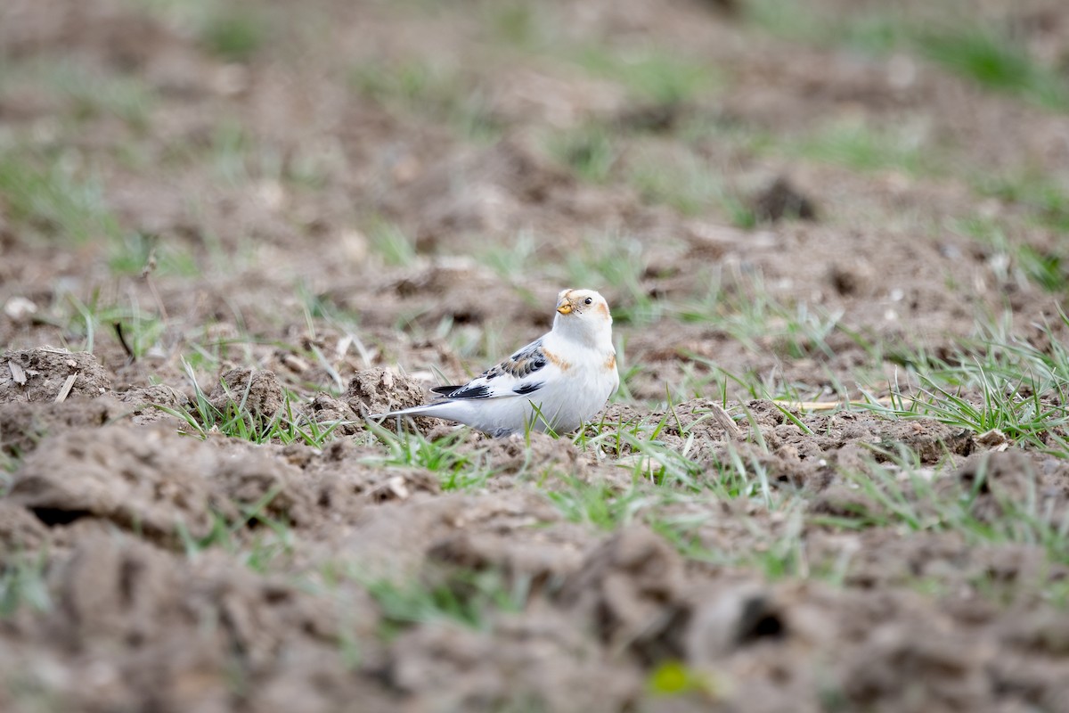 גיבתון שלג - ML647337622