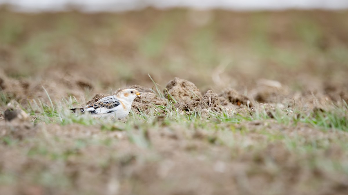 גיבתון שלג - ML647337623