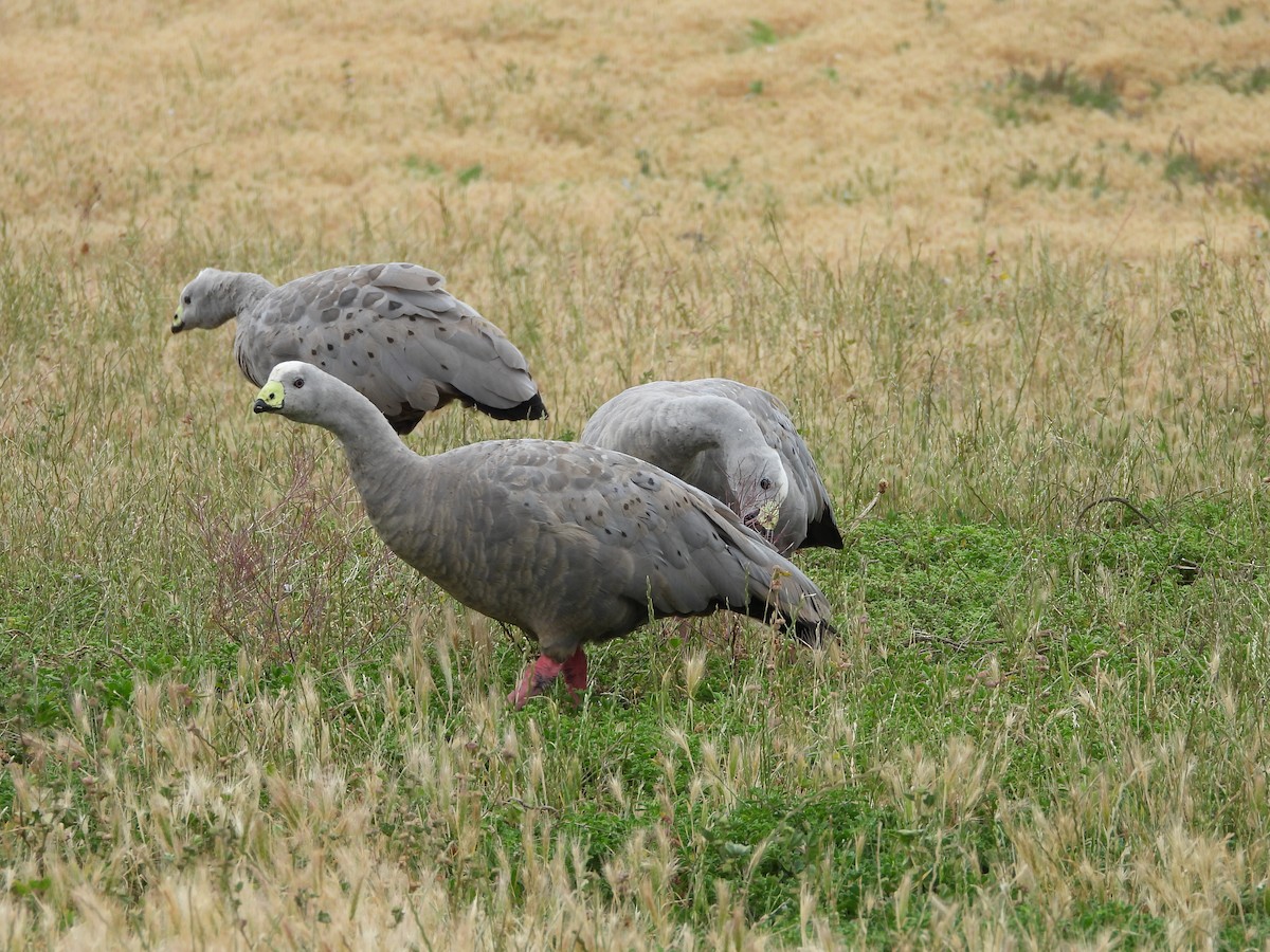 Cape Barren Goose - ML647337624