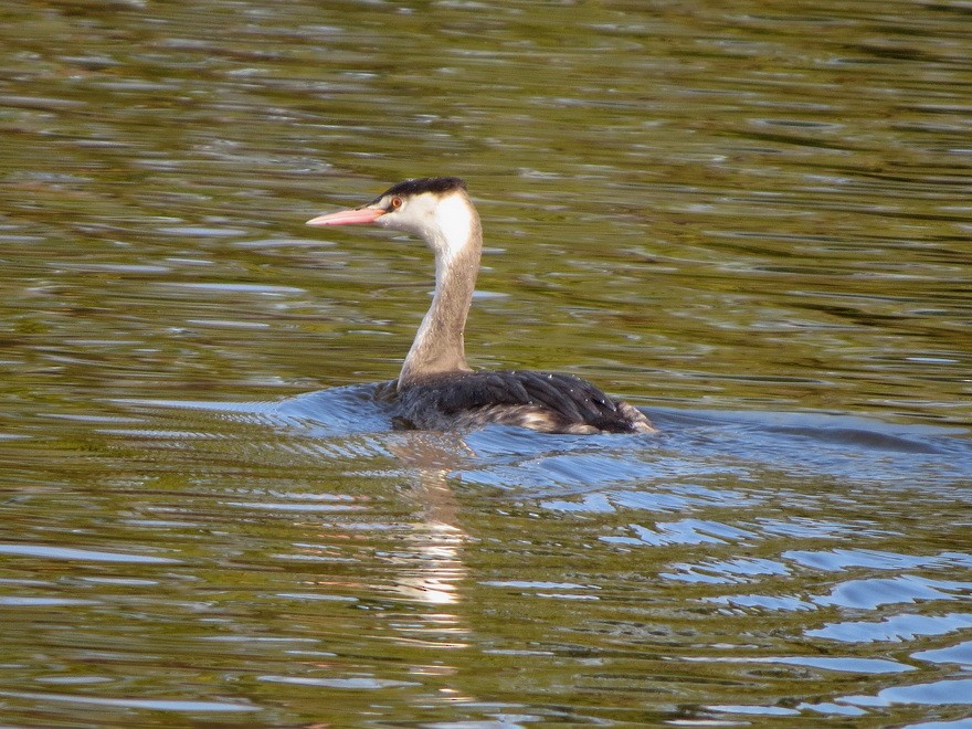 טבלן מצויץ - ML647337626