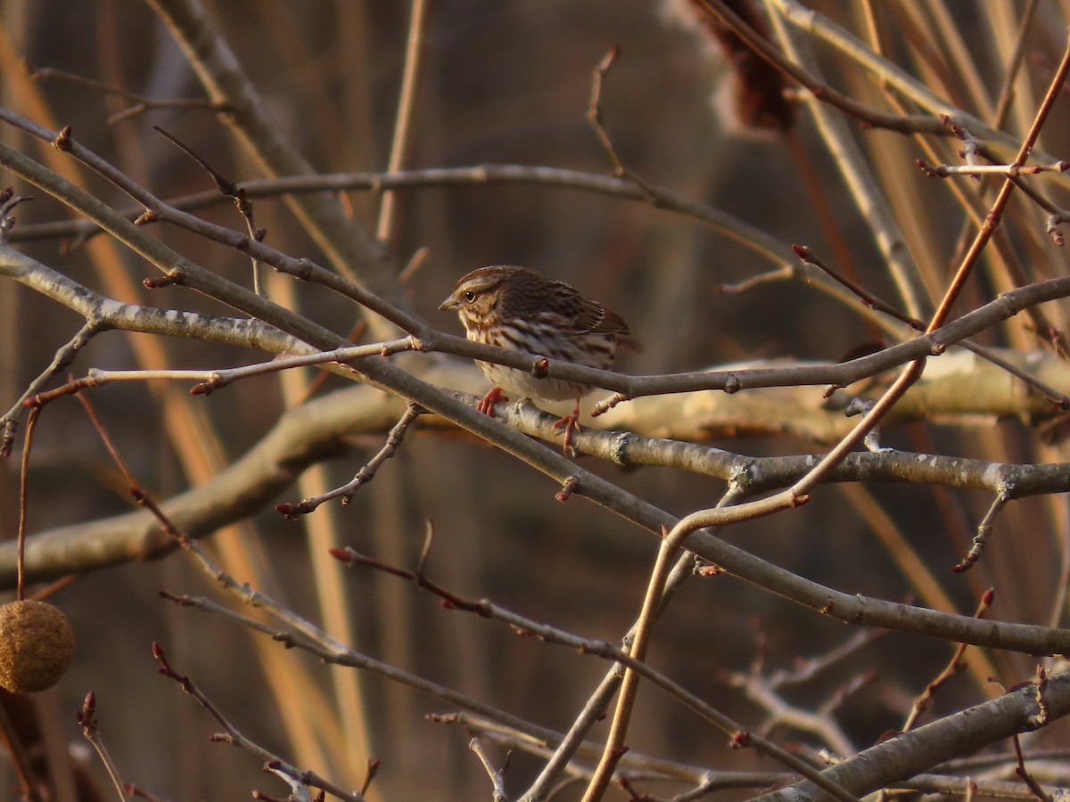 Пасовка співоча - ML647337627