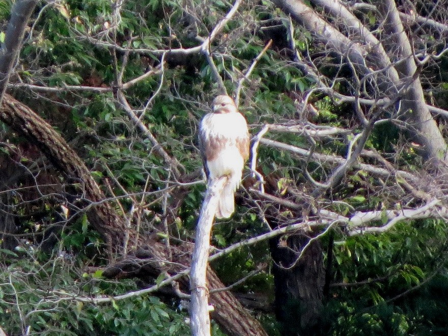 עקב יפני - ML647337628