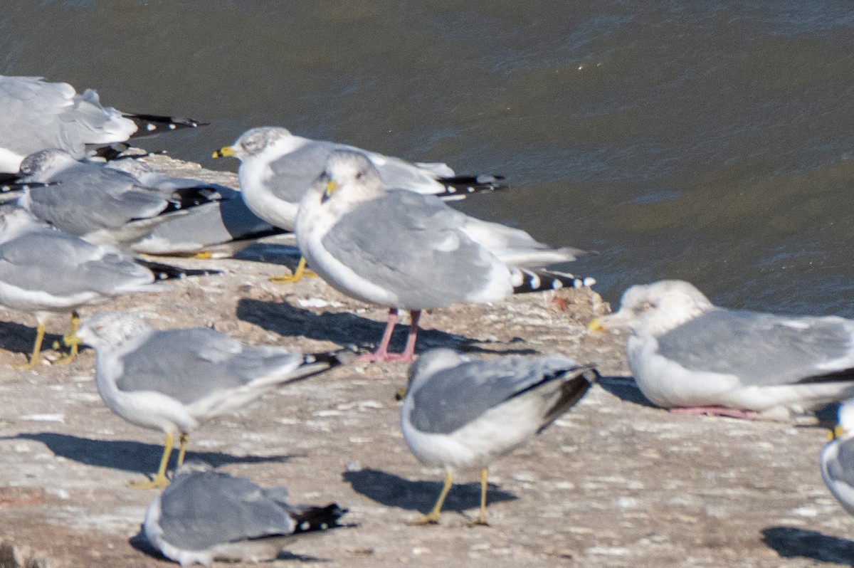 שחף בלתי-מזוהה - ML647337629