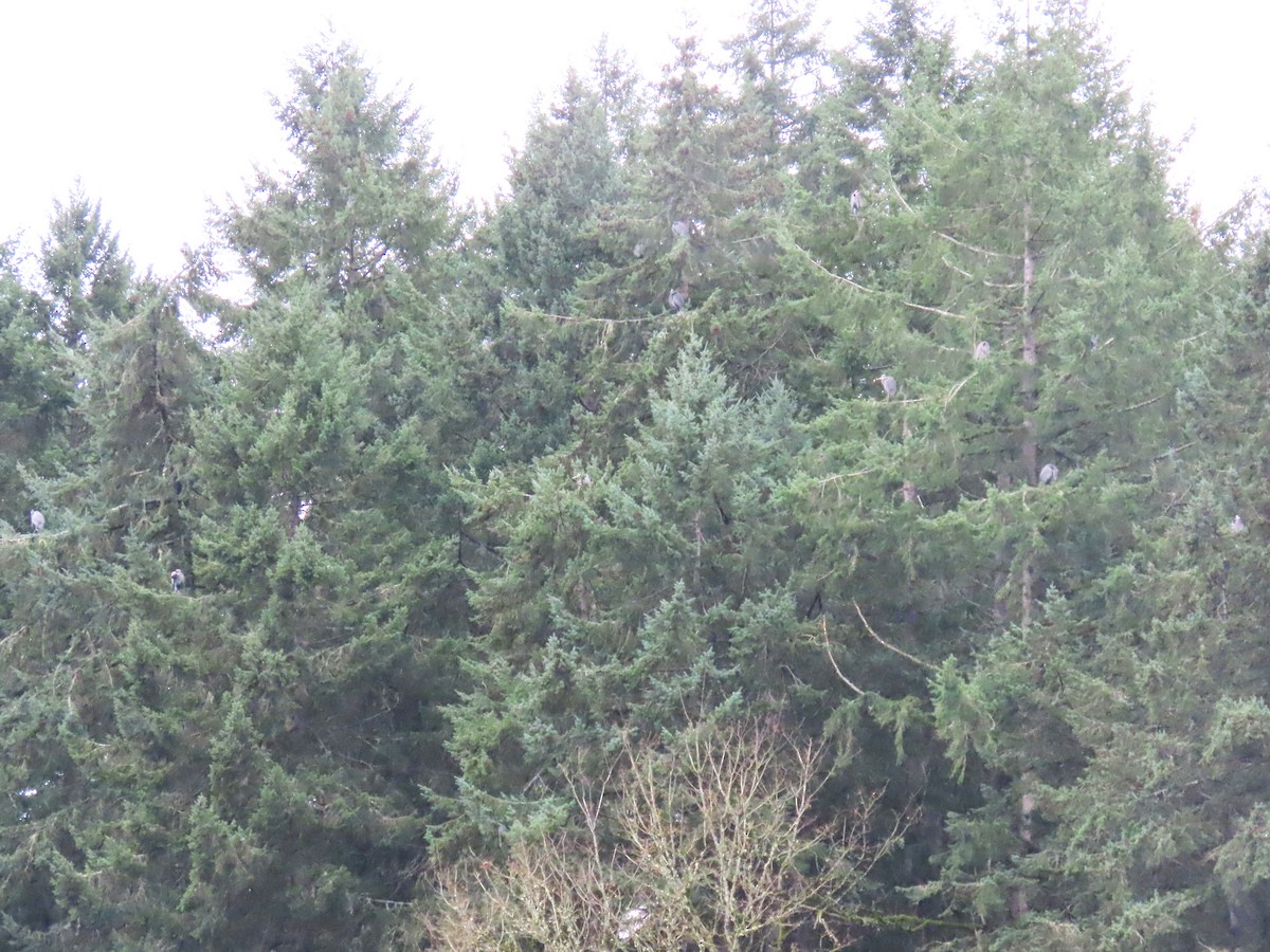 אנפה אמריקנית - ML647337630