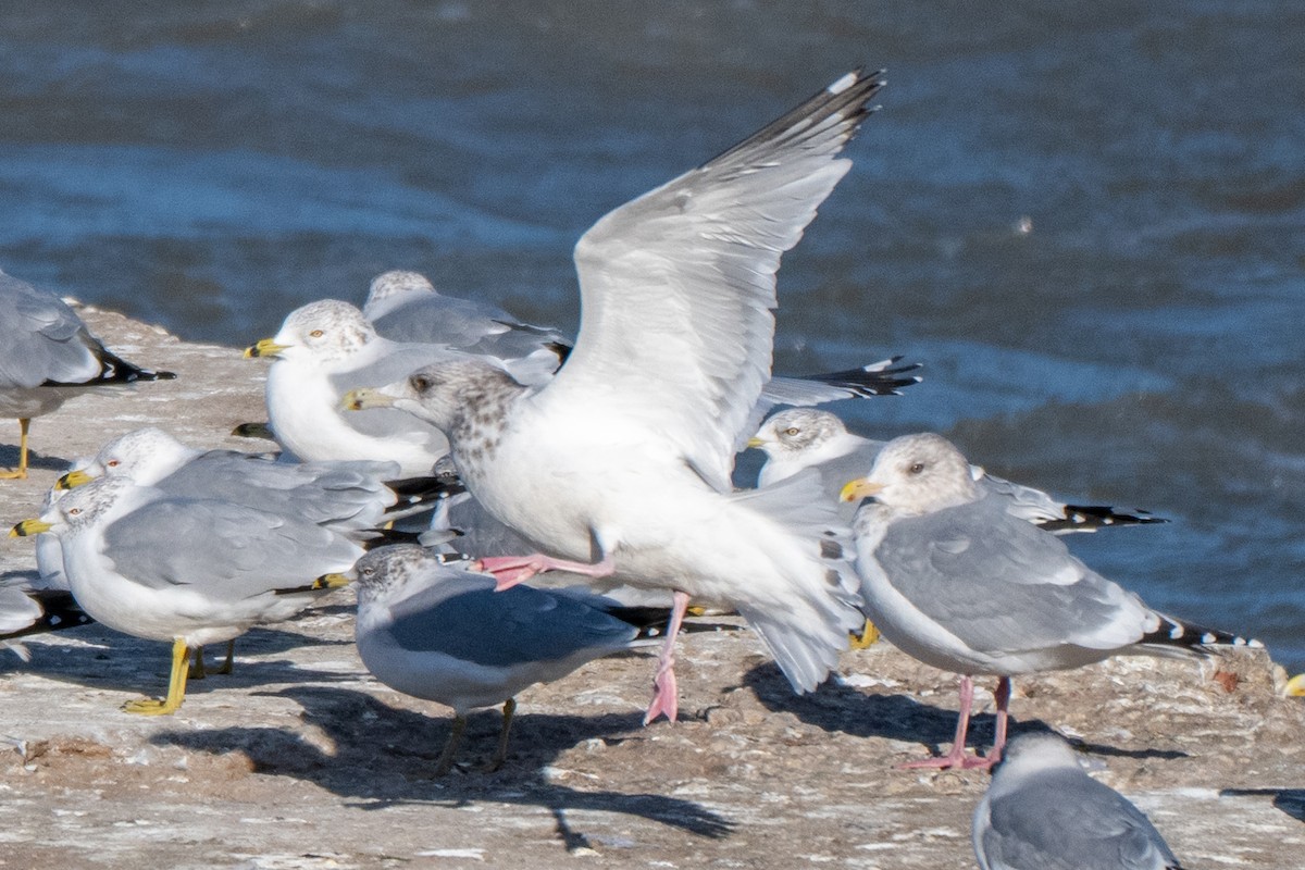 שחף בלתי-מזוהה - ML647337631