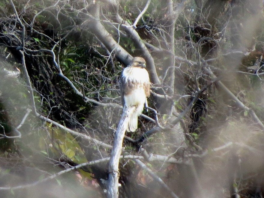 עקב יפני - ML647337632
