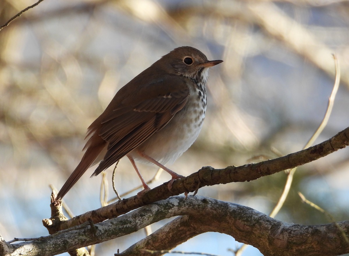 קיכלי חלוד-זנב - ML647337633