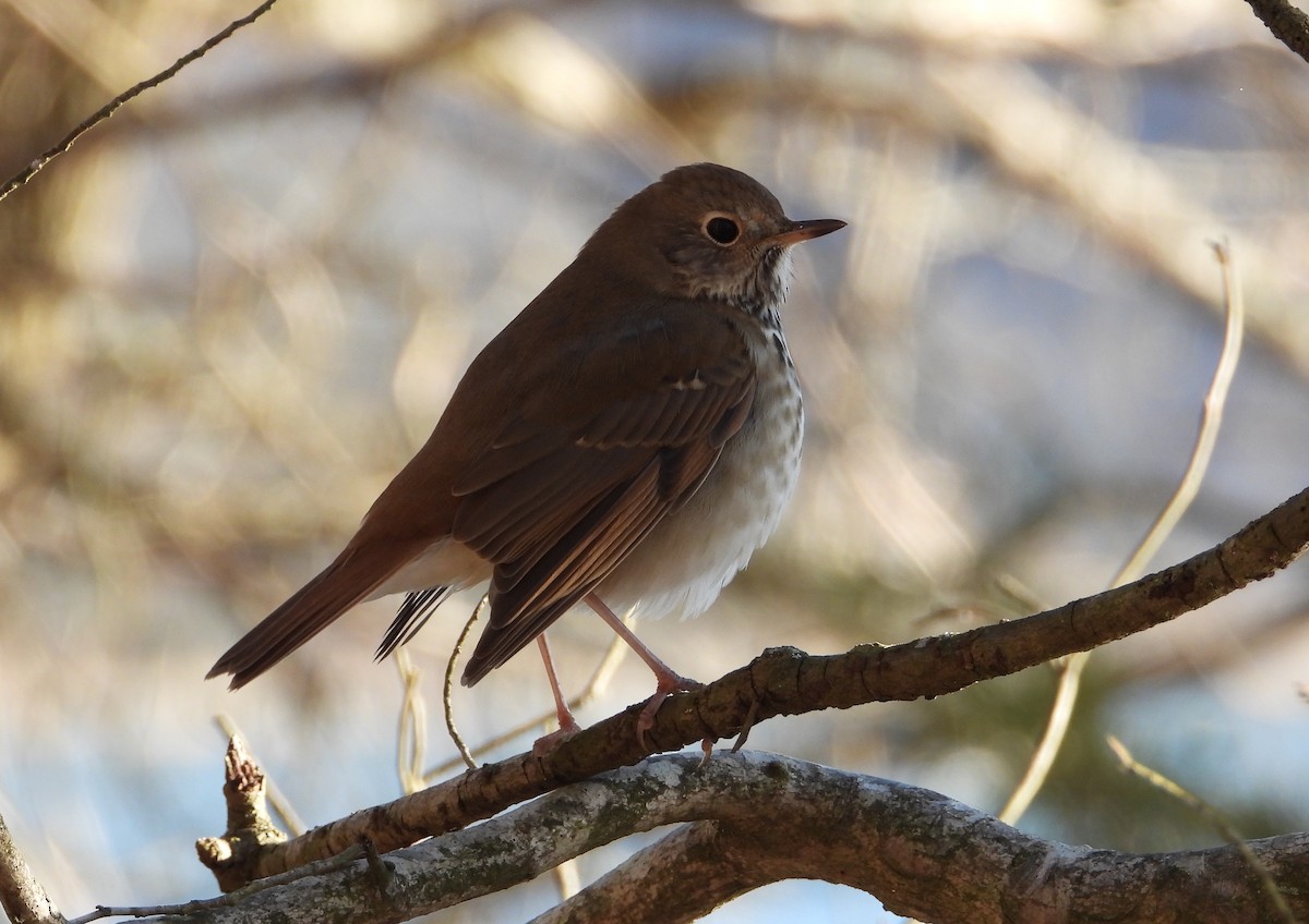 קיכלי חלוד-זנב - ML647337634