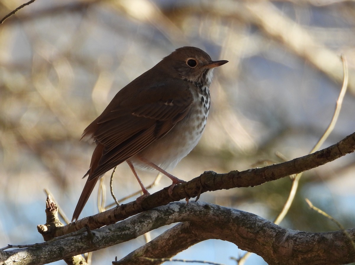 קיכלי חלוד-זנב - ML647337635