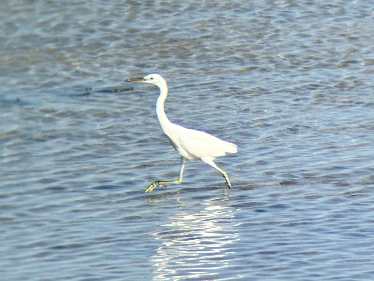 Swinhoe Ak Balıkçılı - ML647337636