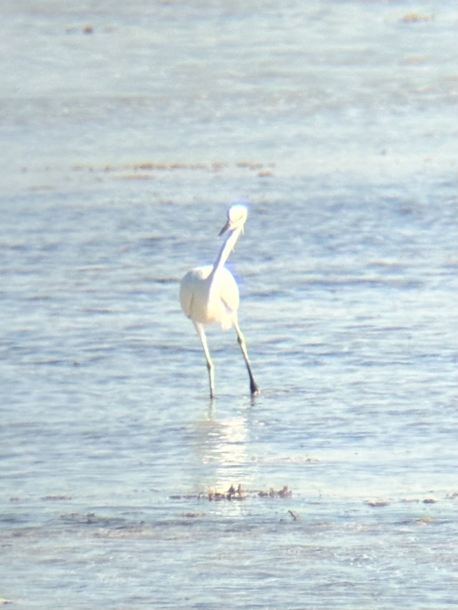 Chinese Egret - ML647337637