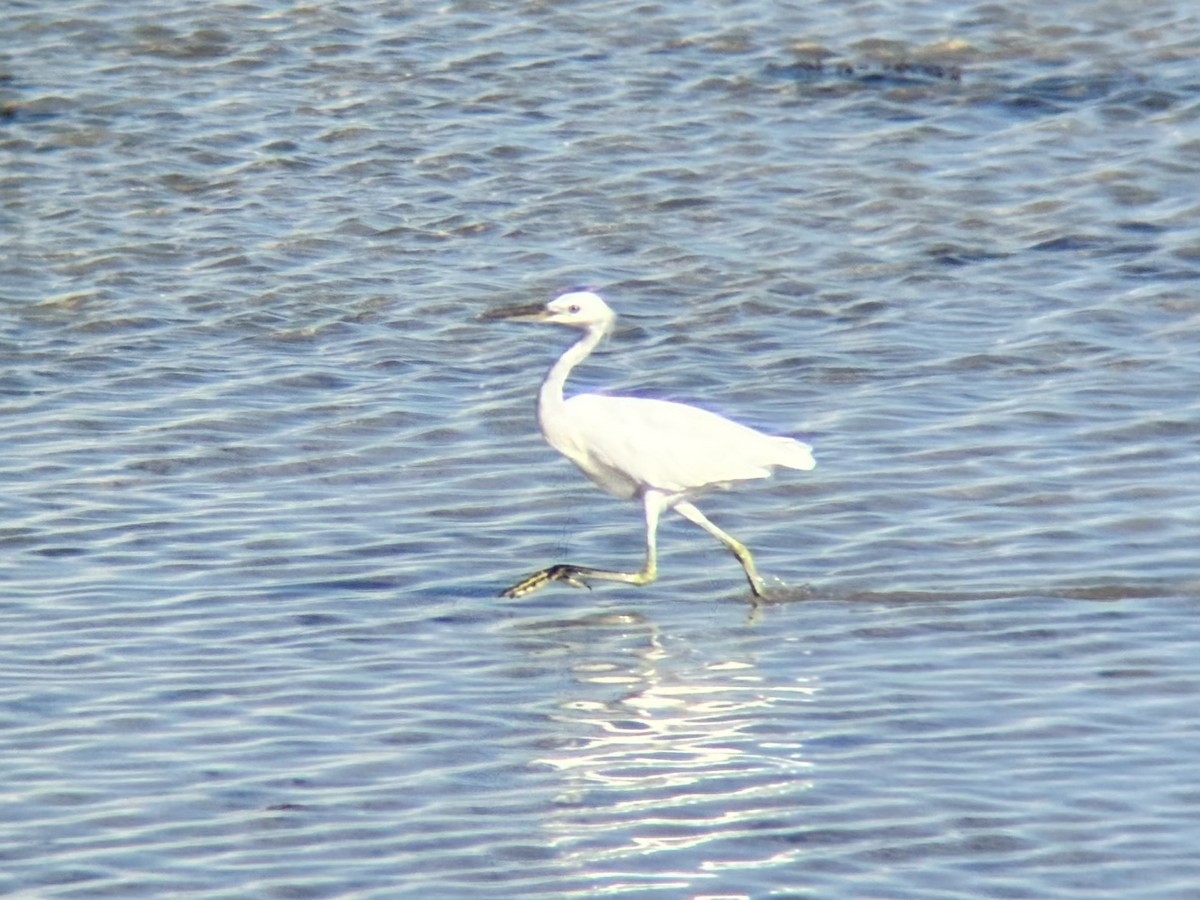 Swinhoe Ak Balıkçılı - ML647337638