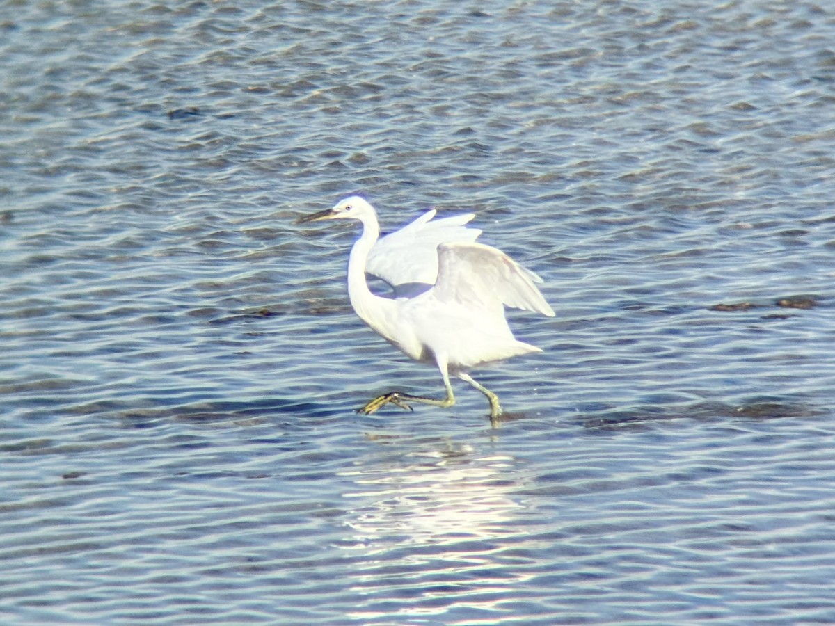 Swinhoe Ak Balıkçılı - ML647337639